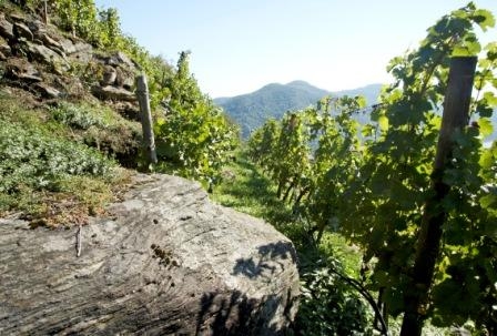 Hot Wines aus der Wachau