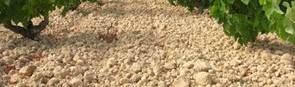 bodegasvirgenaguila.com